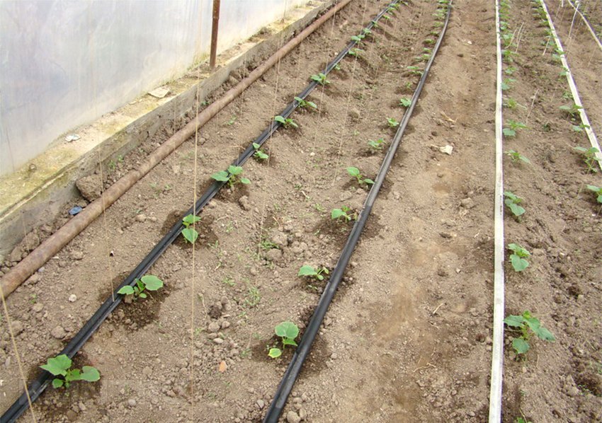 Система капельного полива для теплицы схема. Как правильно сделать полив в теплице. Капельный полив огурцов в теплице. Как правильно сделать полив в теплице. Как правильно сделать полив в теплице.