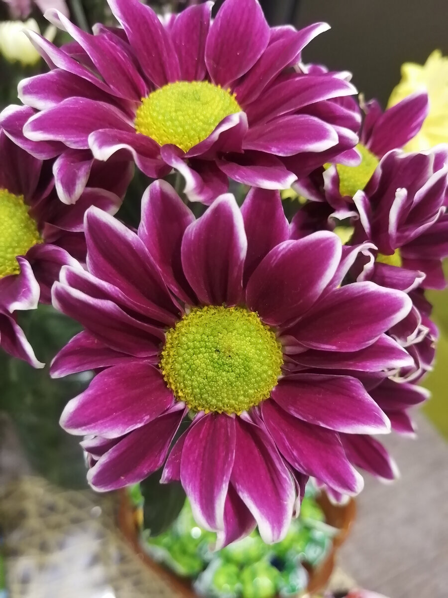 Хризантемы из подаренного букета. Очень понравились окрасом и стойкостью в срезке.