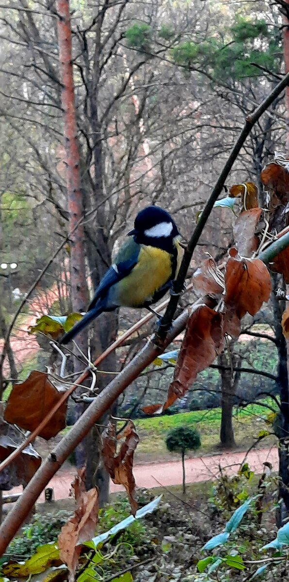 Синички в Кисловодском парке 