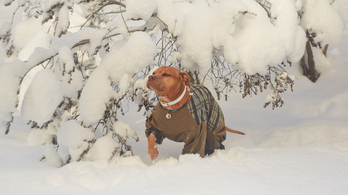  Пришла зима, а вместе с ней и множество вопросов: как гулять, одевать ли собаку, обувать ли, а что необходимо предусмотреть, чтобы собака не заболела?  Нужна ли собаке одежда?   Собственно начнëм.