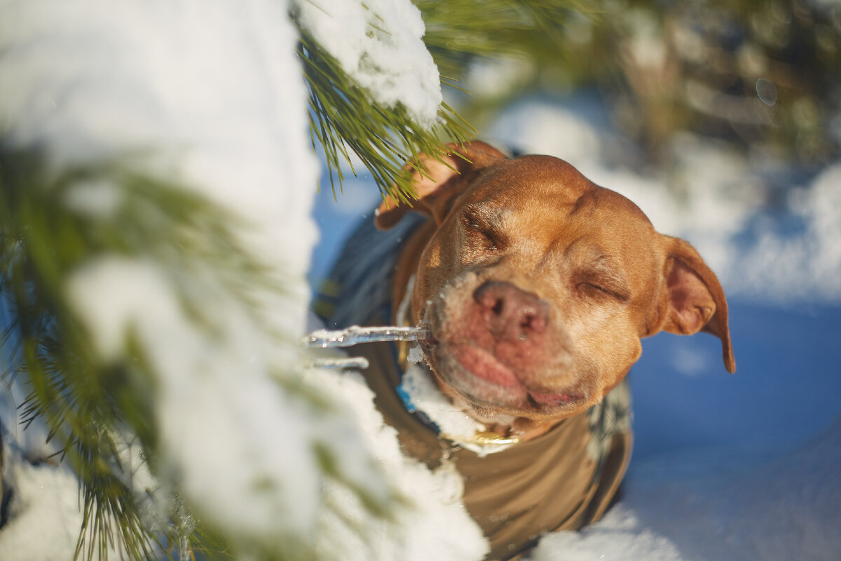 дают ли собакам зимой воду. животные радуются снегу. помощь животным зимой. дают ли собакам зимой воду. забота о бездомных животных зимой.
