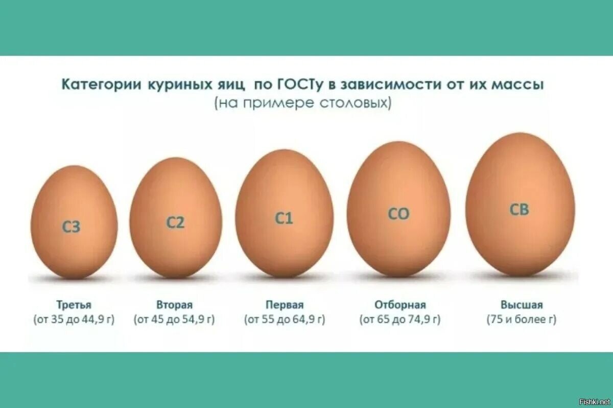 Яйца: почему в некоторых рецептах их количество указано в граммах и что  означает маркировка на их скорлупе? | NPR.BY - Наш Портал | Дзен