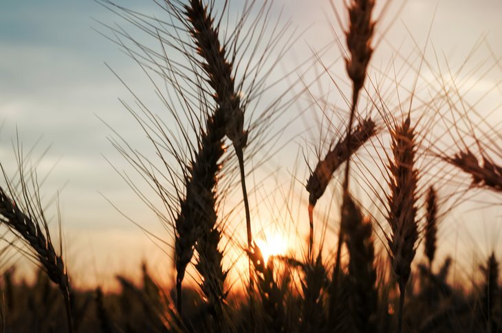    Карликовая головня: а был ли монстр?