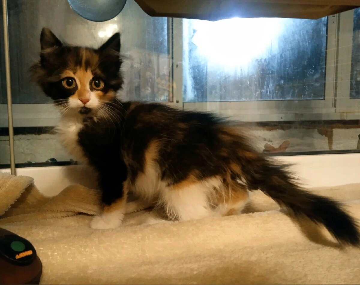 Эта кошечка первой уехала домой