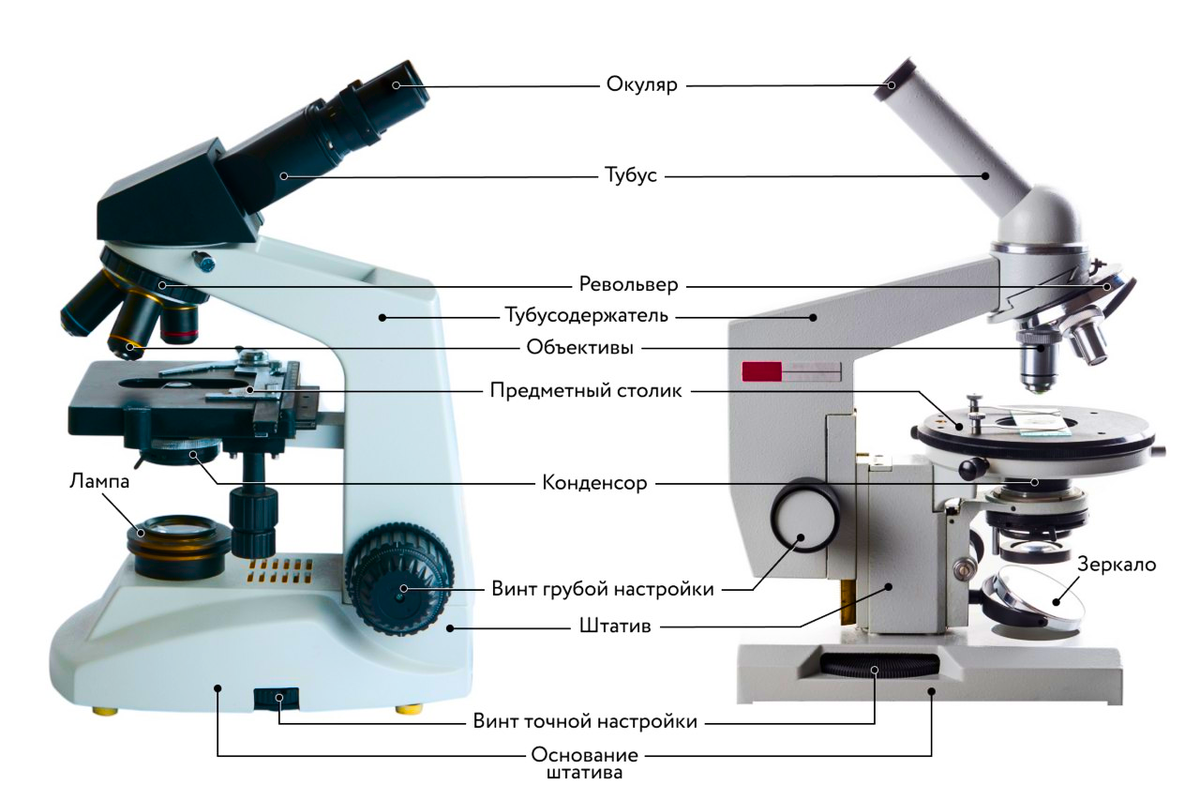 Каждая часть микроскопа. Микроскопа PV-5100. Световой микроскоп Биолам строение. Строение микроскопа Микмед 1. Строение микроскопа конденсор.