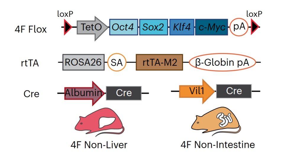   Alberto Parras et al. / Nature Aging, 2023
