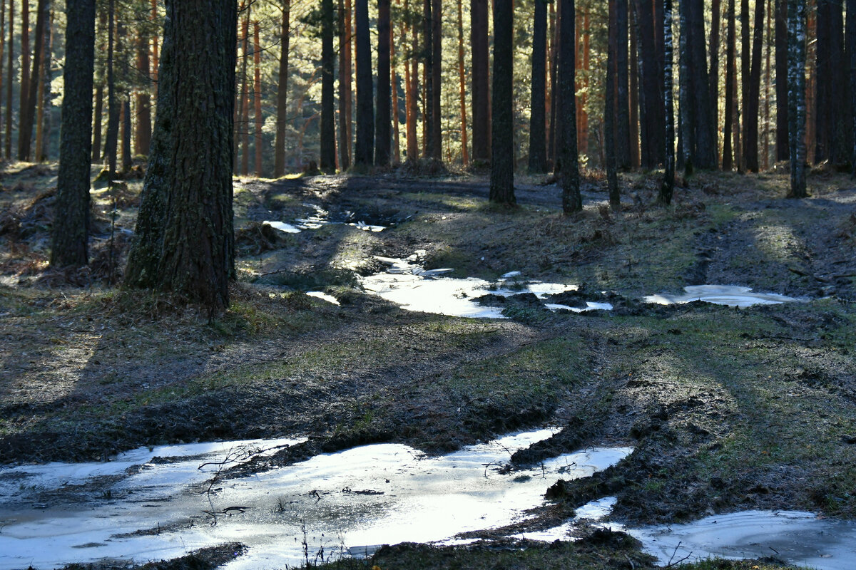 Первый лёд сковал лужи, оставшиеся после недавних дождей. →