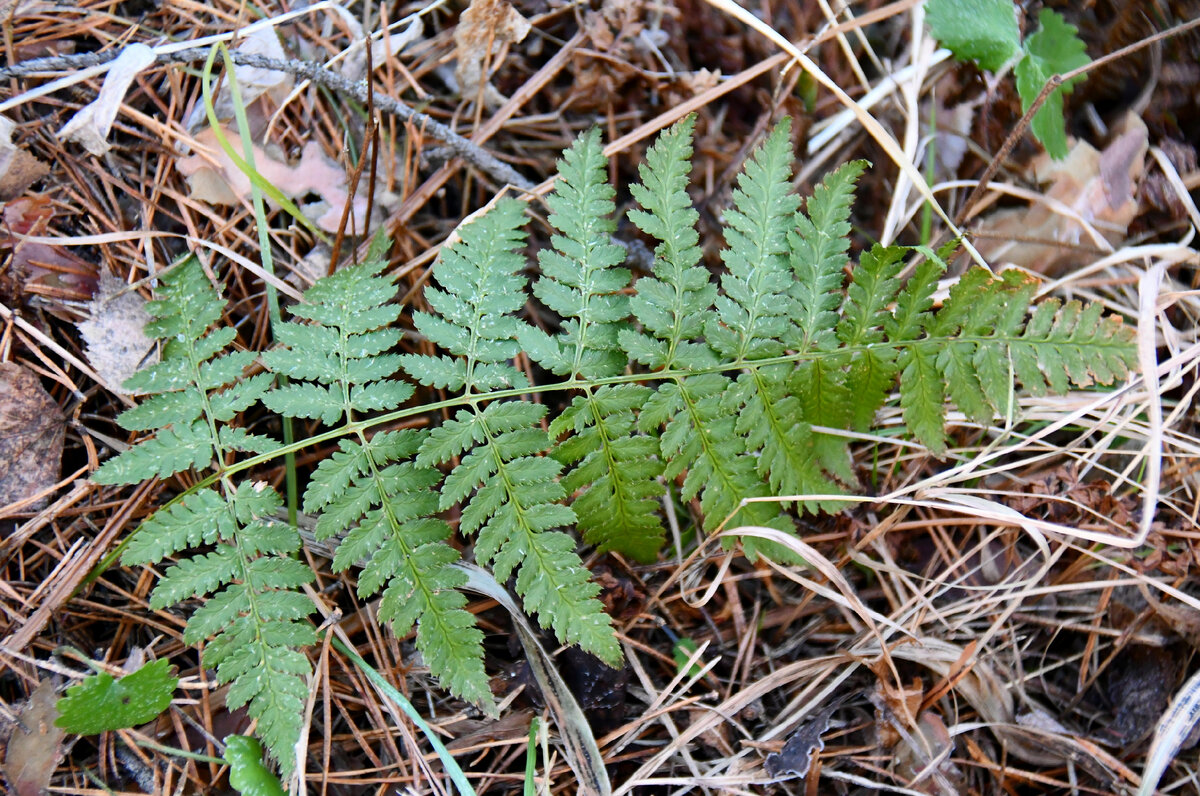 Среди палой листвы берёз и сухой хвои все еще зеленеют резные вайи папоротников. →