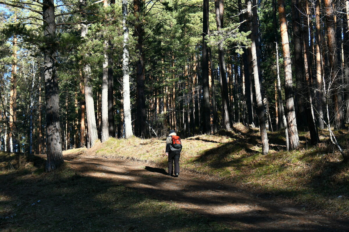 Солнечный свет ложится на подмёрзшую землю мозаичными пятнами, пробиваясь сквозь густые кроны деревьев. Листайте фото вправо →