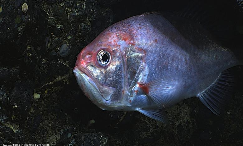 Во время сна рыба теряет свою ярко-красную окраску. 