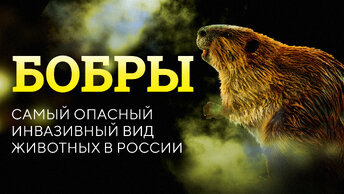 Бобры — самый опасный инвазивный вид животных в России