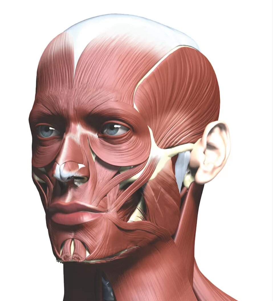 Head anatomy. Мышцы головы анатомия Баммес. Мышцы лица Баммес. Анатомия лица. Мышцы лица человека анатомия.