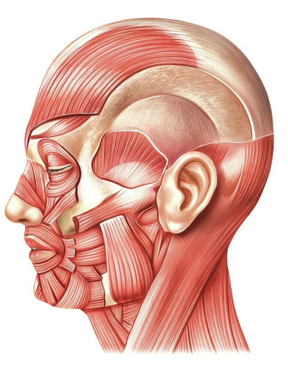 Обратите внимание на полнейшую взаимосвязь мышц головы и шеи.