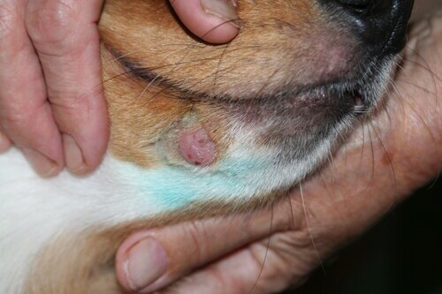 На фото т.н. "керион" - округлый очаг стригущего лишая с воспалением. Фото автора.