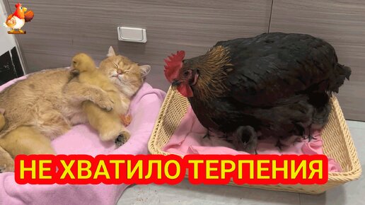 Не хватило терпения 😂 Одна няня сбежала 😹 Утята с кошкой и цыплята с Курицей 🤗 Милота ❗