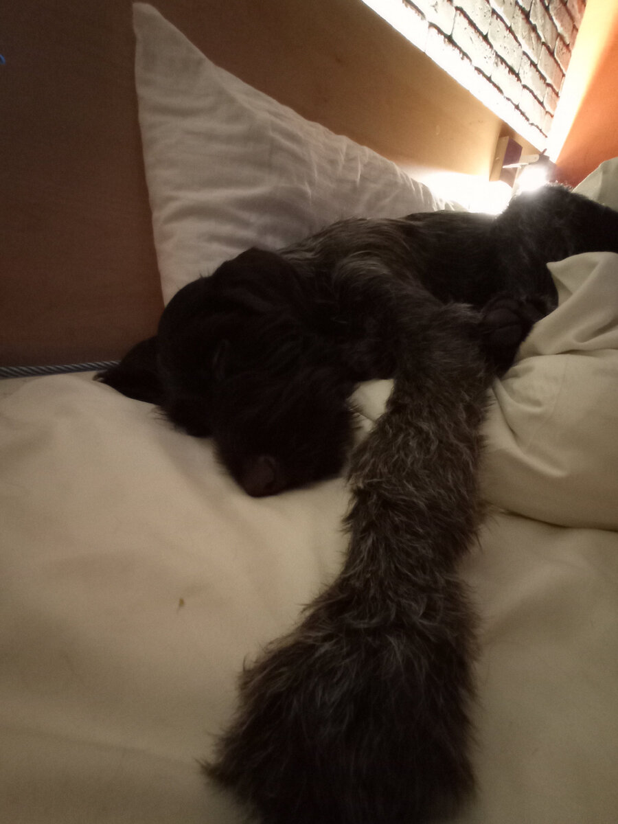 Бруно в апартаментах BK15 на Большой конюшенной в 2021 году