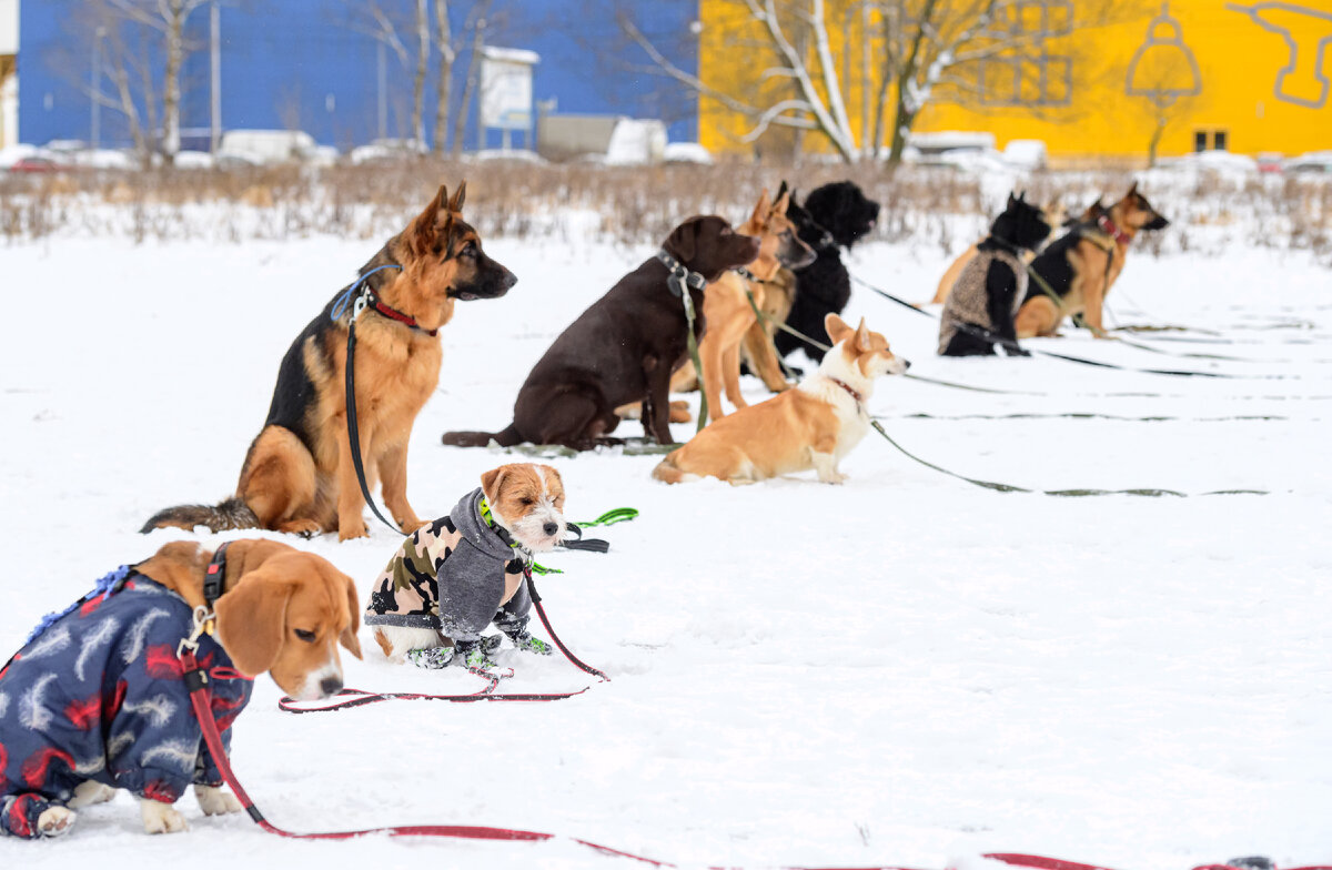 На фото собаки с разным типом шерсти.