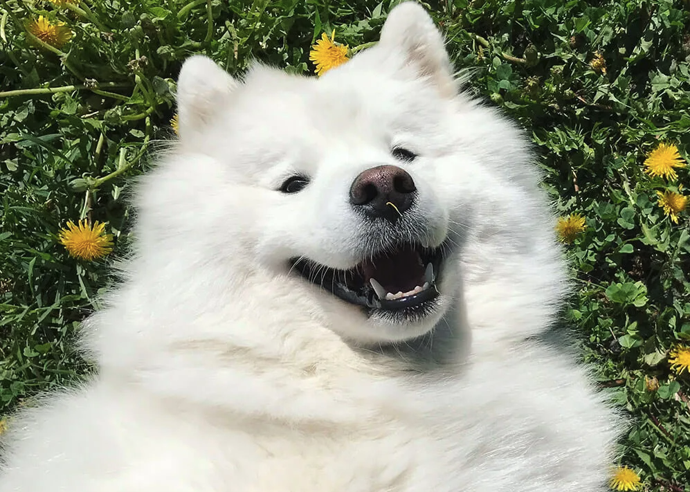 На фото самоед.