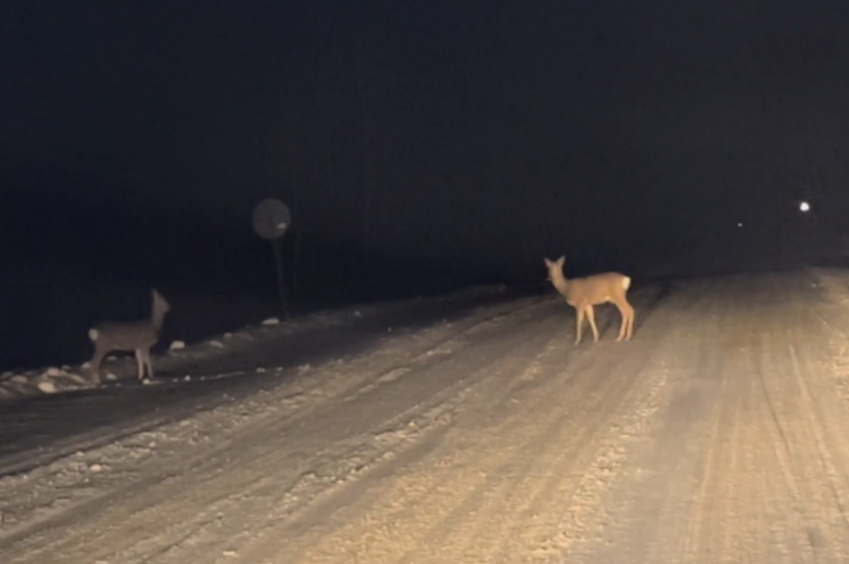    В Пензенской области в ДТП погибло три косули
