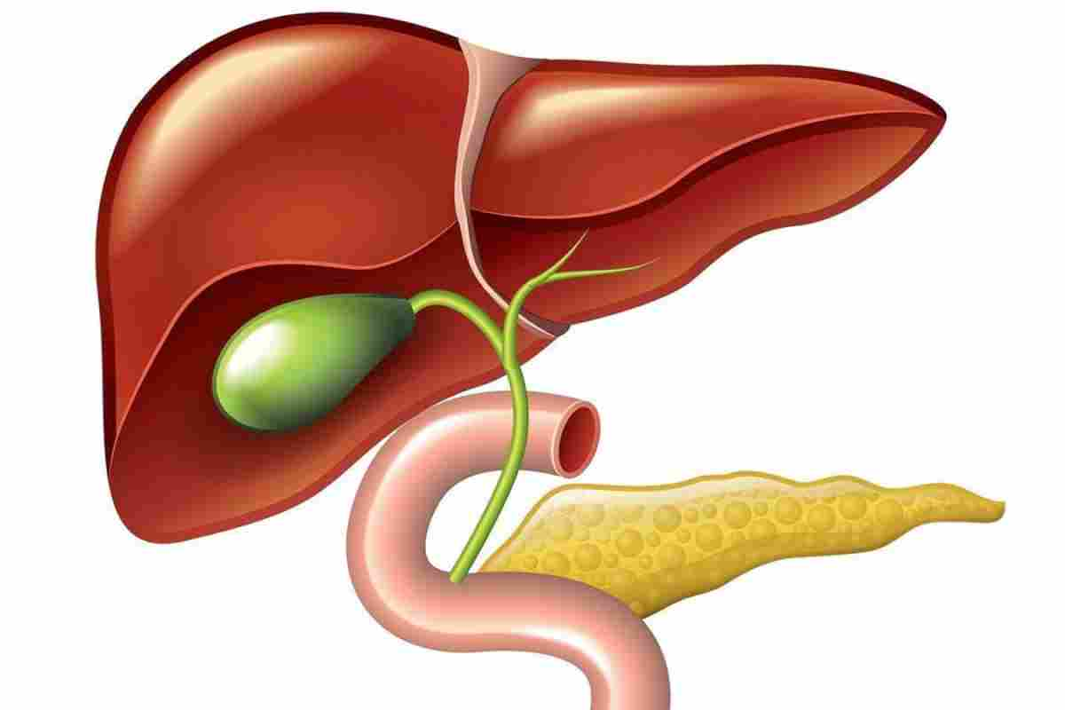 Донор желчного пузыря. Гепатит холецистит дискинезия ЖВП. Печень и желчный пузырь. Желчный пузырь рисунок.