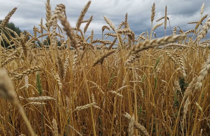    ФГИС «Зерно» все еще вызывает у пользователей много вопросов