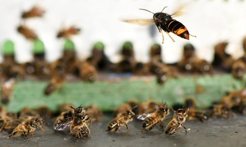 Глобальная экспансия азиатского шершня Vespa velutina в 2023 году вышла на новый виток