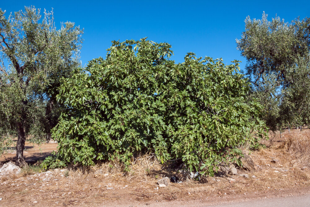    Инжир в природных условиях