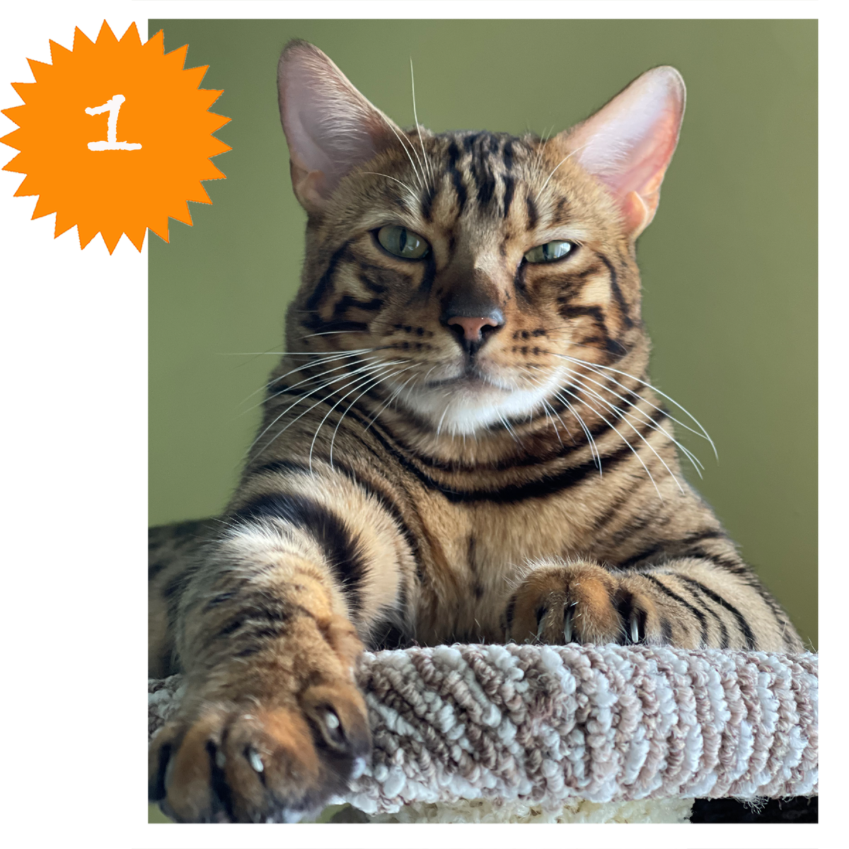 Лукас очень милый, ласковый, воспитанный кот, любит гладиться, мурчать и играть со мной)