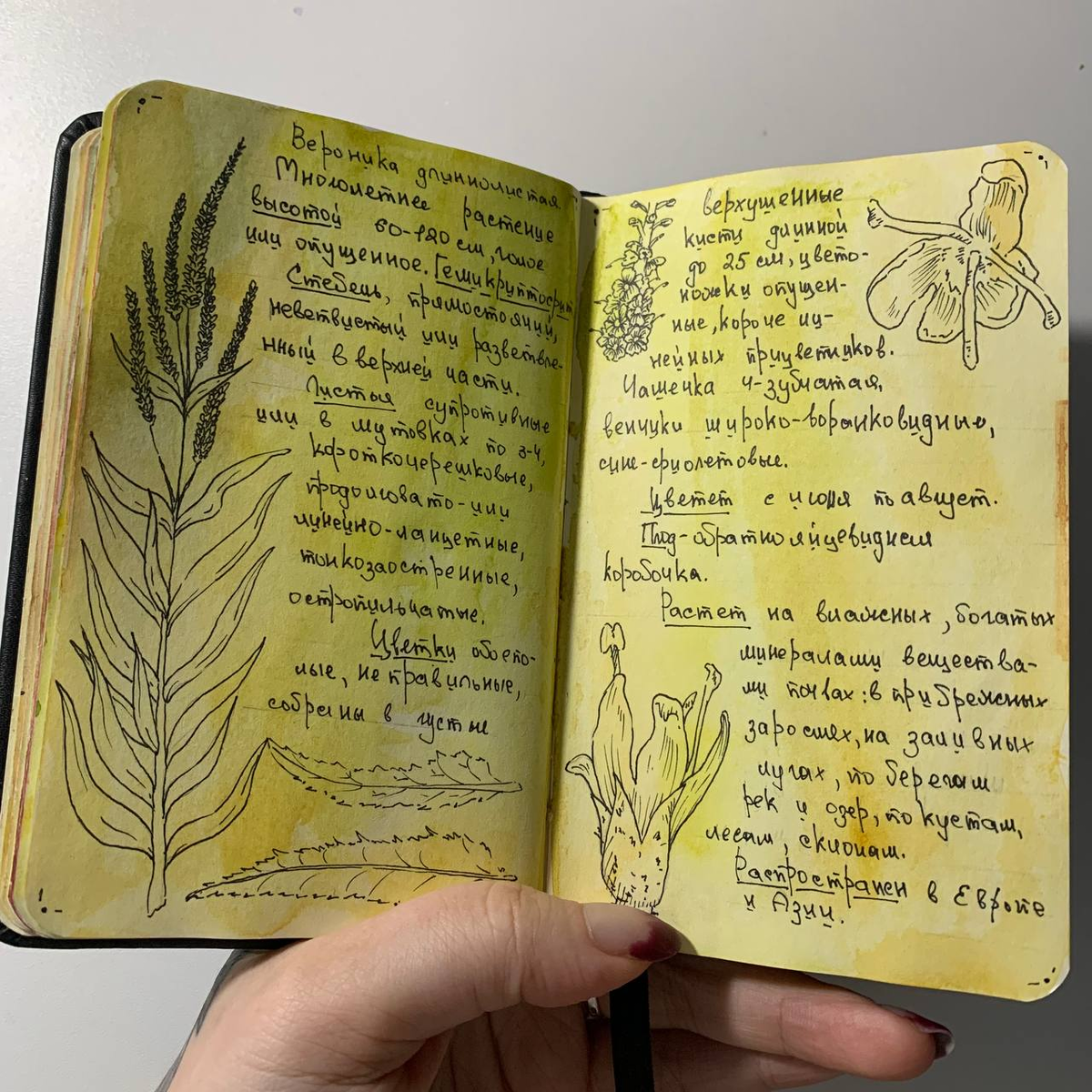 Разворот выполнен автором данного канала.