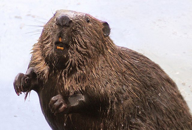 Обыкновенный бобр (Википедия)