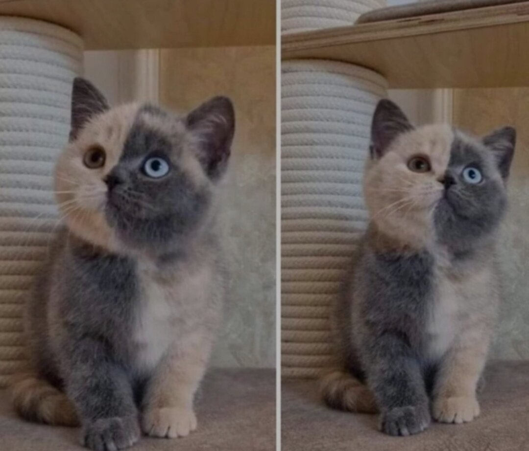 Скидывайте своих питомцев в комментариях может быть они попадут в следующий выпуск