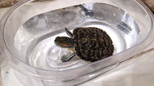 Tải video: ЧЕРЕПАХА ОБЕДАТЬ ИЗВОЛИТ🐢 кормлю красноухую черепашку Локки