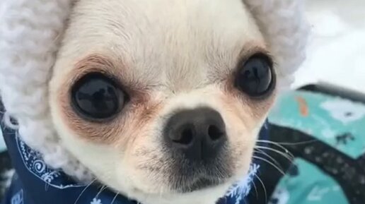 Бони Эм | Хватит киснуть дома #эмочкаболтает #чихуахуа #питомец | Дзен