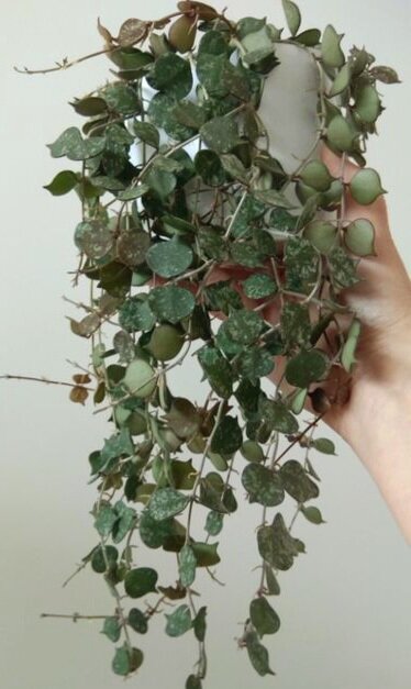 Фото интернет 