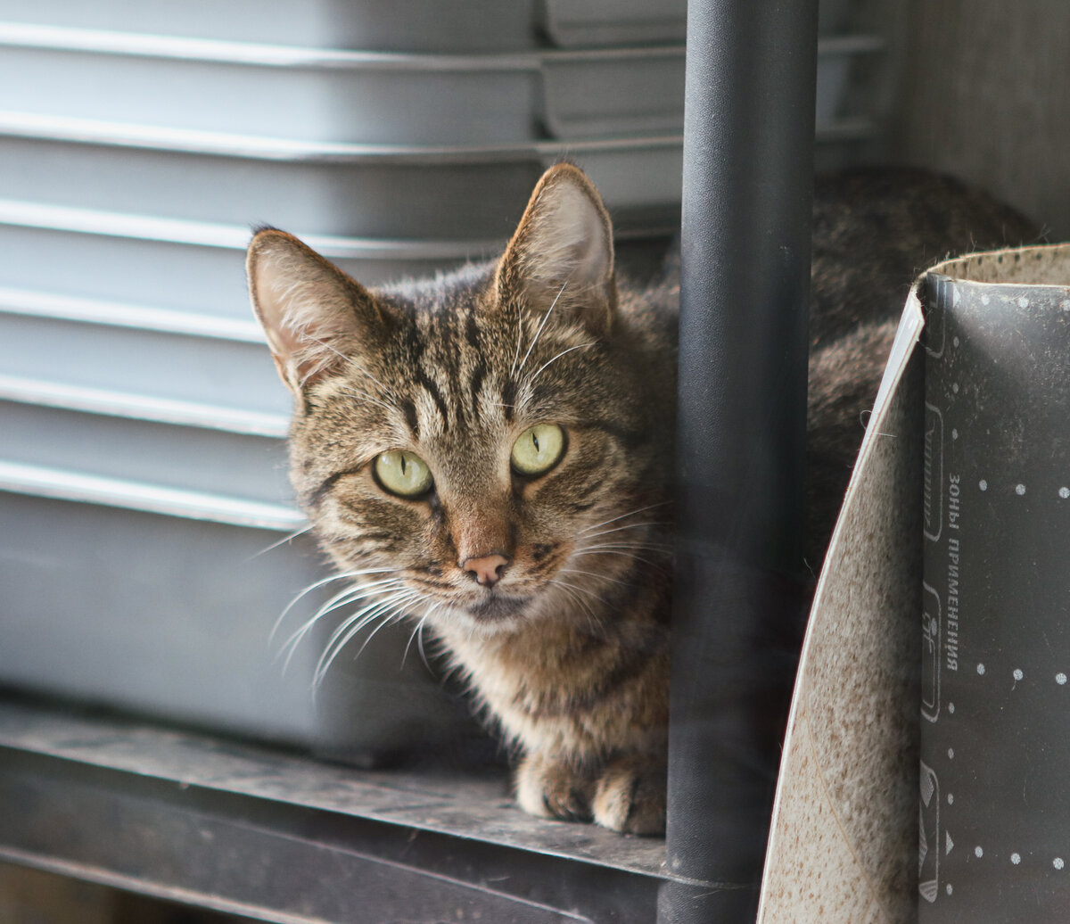 Красивый, грустный кот Трофим