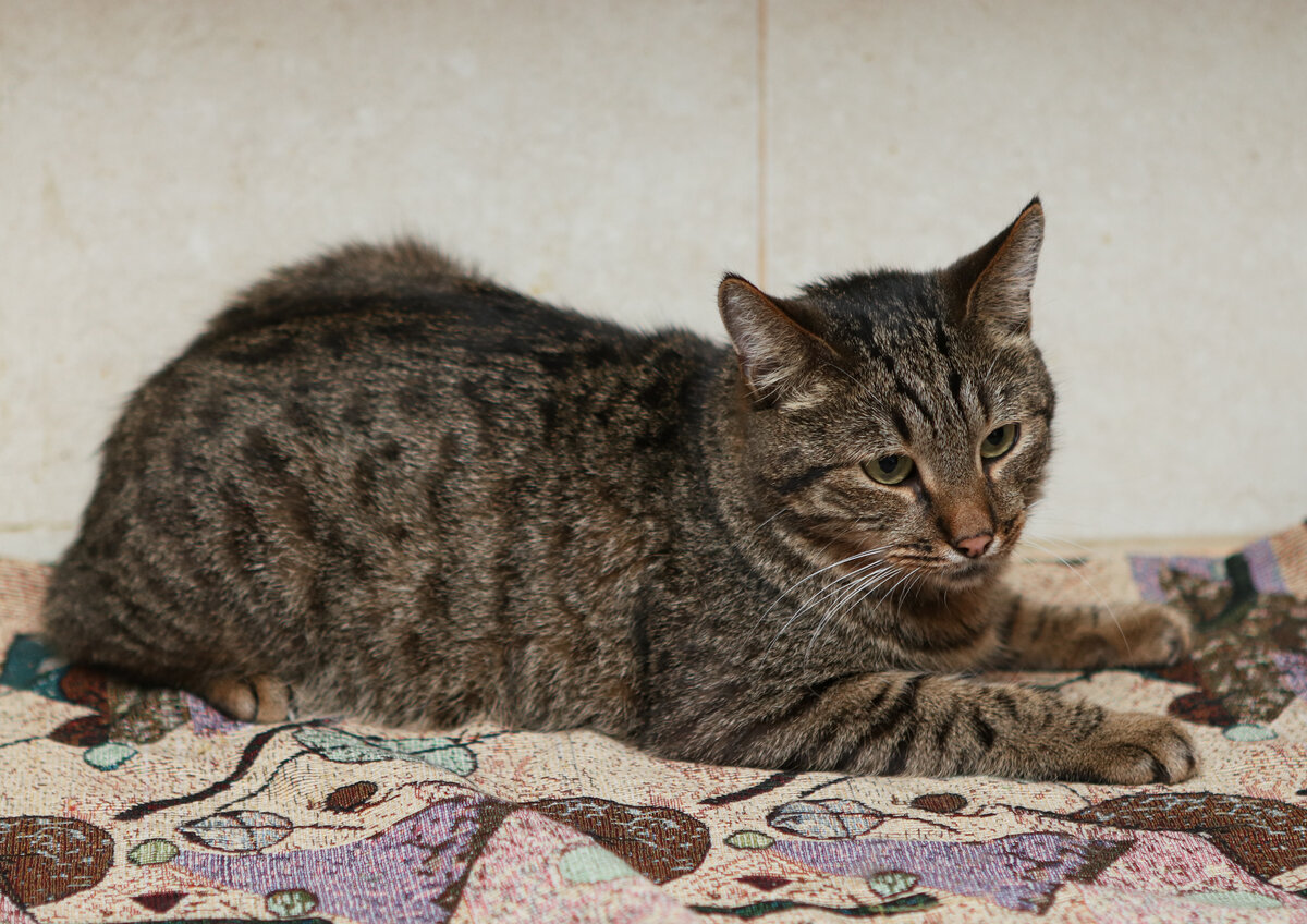 Трофим не бояка, просто у него такой способ разжалобить хозяйку временного дома, например