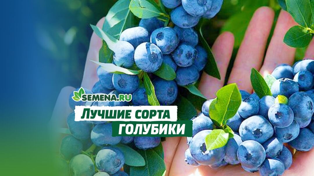 Голубика Блю Кроп