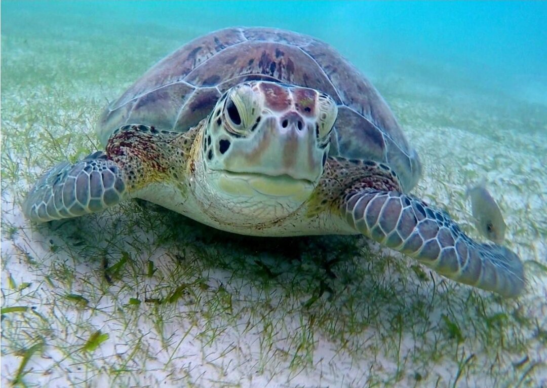 Шпорцевая черепаха. Черепаха с которой плавают. Красноухая черепаха плавает боком. Морская черепаха. Морская черепаха снизу.