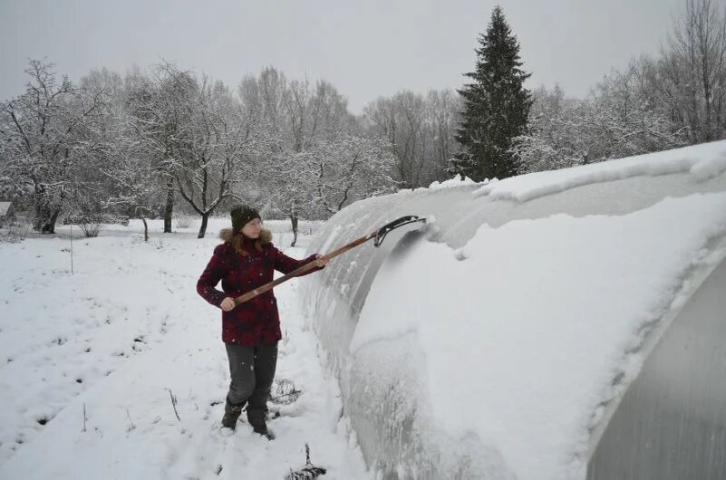 Очищаю теплицу от снега.