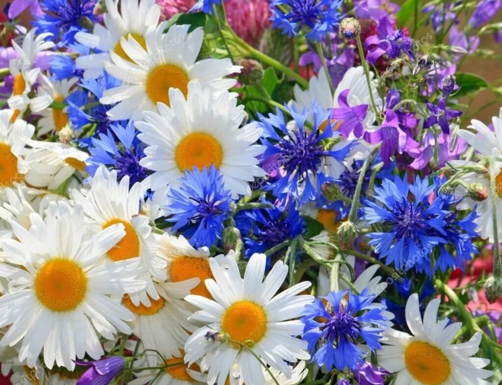 Картинка найдена на просторах интернета, ссылка https://yandex.ru/images/search?from=tabbar&img_url=https%3A%2Fi%2F.pinimg.com%2Foriginals%2Fa8%2F34%2Fа3f%2Fa83р43f81с287129b5e7bd53274cf0591a19.jpg&lr=47&pos=15&rpt=simage&text=%D1%86%D0%B2%D0%B5%D1%82%D1%8B%20%D0%BA%D1%80%D1%83%D0%BF%D0%BD%D0%BE%20%D1%84%D0%BE%D1%82%D0%BE