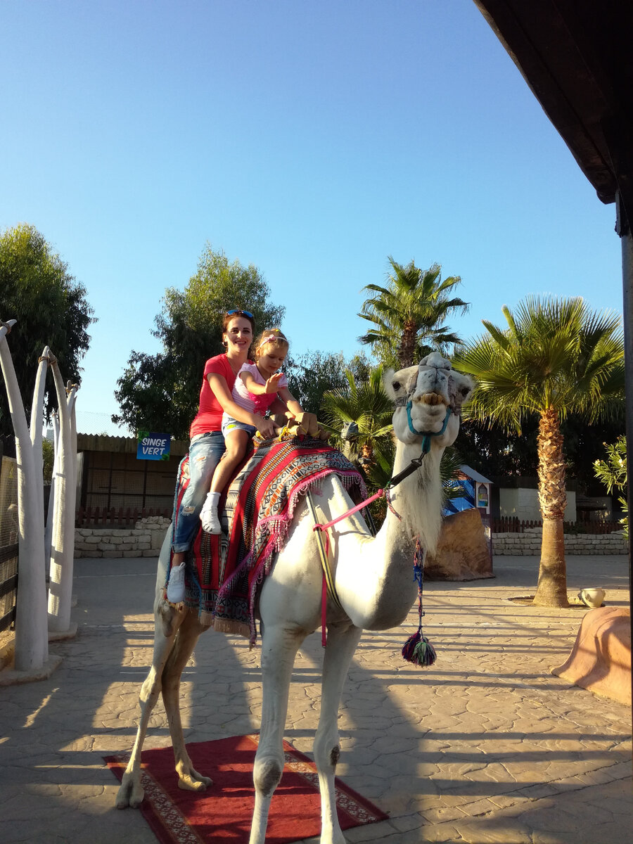 Тунисский верблюд не конь, конечно, но с зубами у него вроде все в порядке. Даже заглядывать не пришлось. 