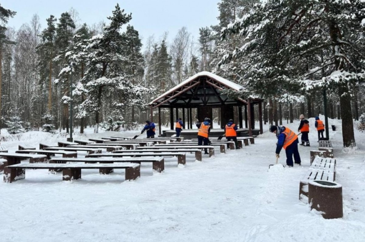    Власти Петербурга сообщили о ежедневной уборке парка Сосновка
