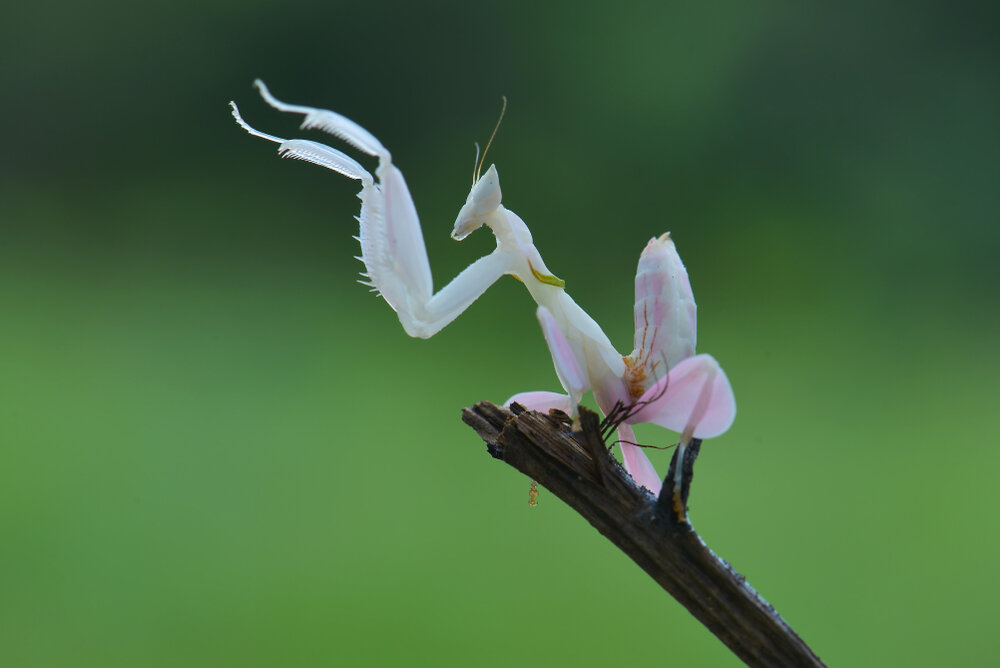 Р‘РѕРіРѕРјРѕР» Hymenopus coronatus