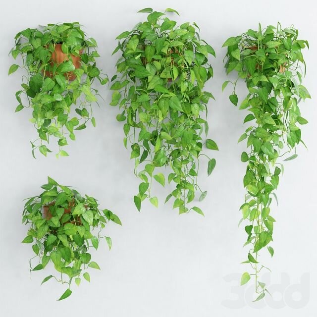 Мои любимые "мужегоны"