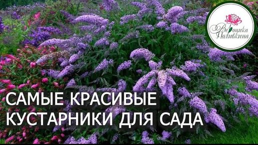 САМЫЕ КРАСИВЫЕ КУСТАРНИКИ ДЛЯ САДА