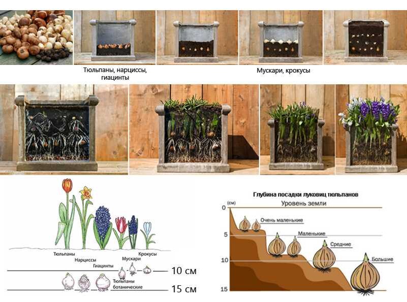 Температура воды для тюльпанов. Схема глубины посадки луковичных. Глубина посадки луковичных цветов. Схема посадки луковичных цветов осенью. Посадка луковичных схема для тюльпанов.