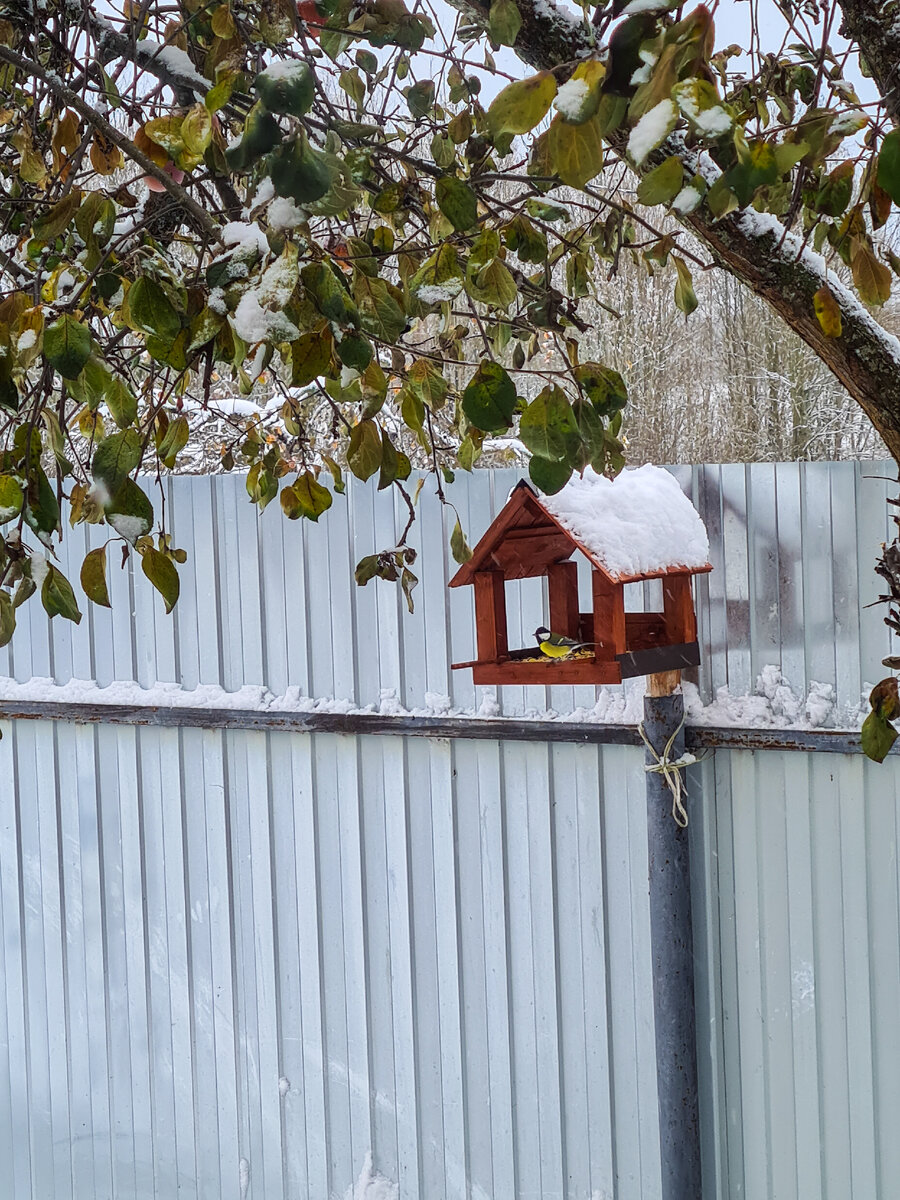 Уже кормим птичек у дома. 