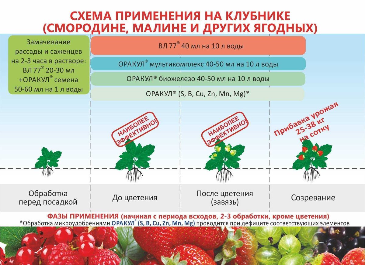 Подкормка клубники в период плодоношения
