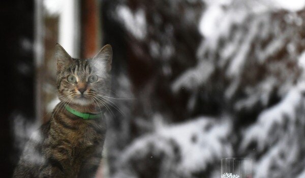 фото: РИА Новости/Кирилл Каллиников