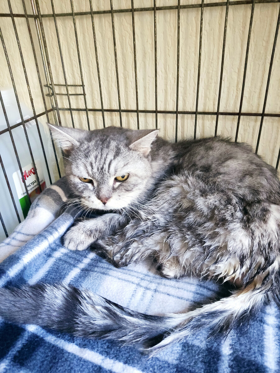 Последний раз, когда я видела бабу Басю